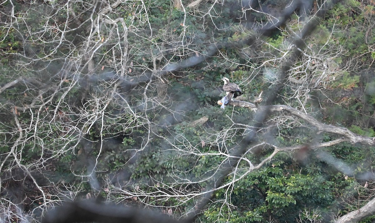 Osprey - ML647876718