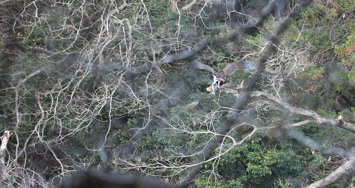 Osprey - ML647876719