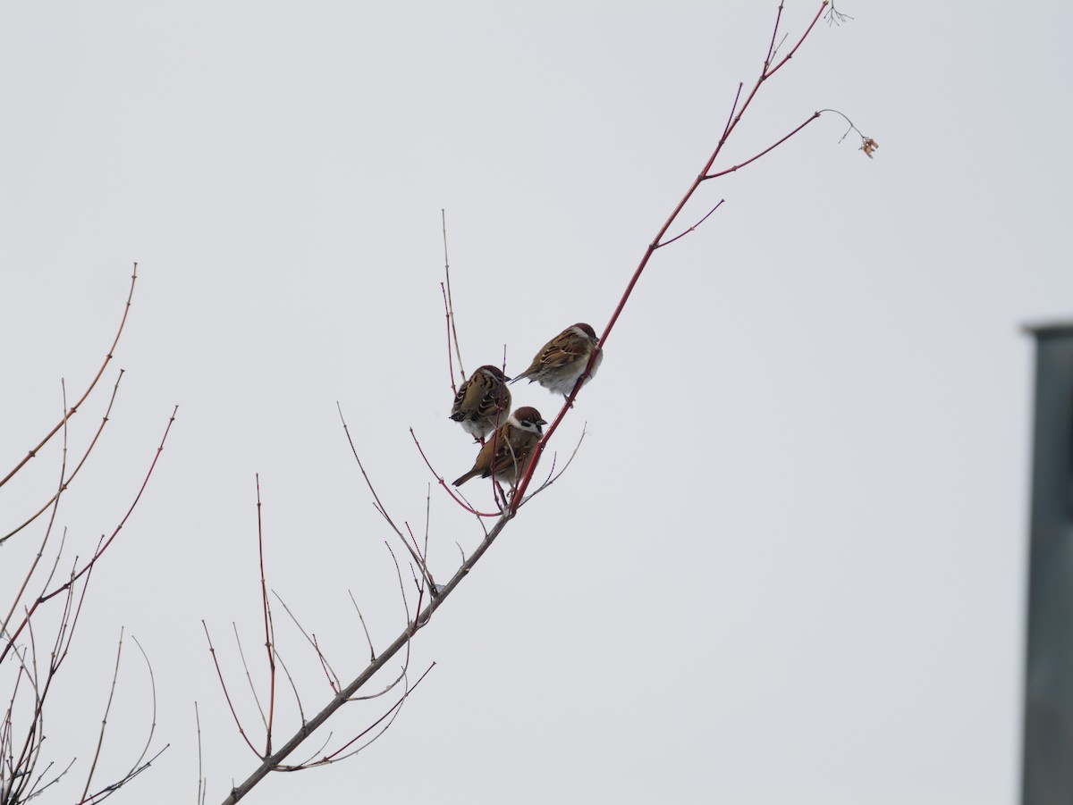 Eurasian Tree Sparrow - ML647876721