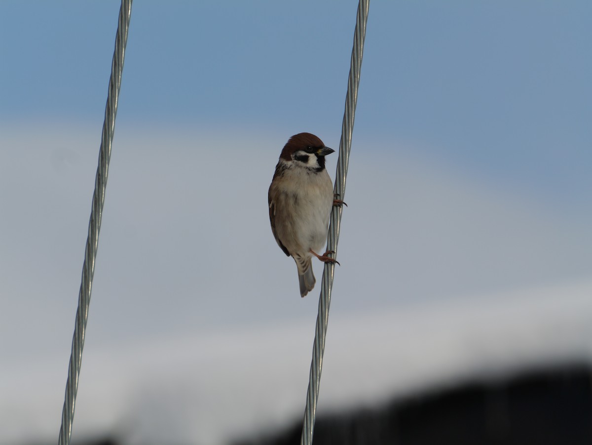Eurasian Tree Sparrow - ML647876722