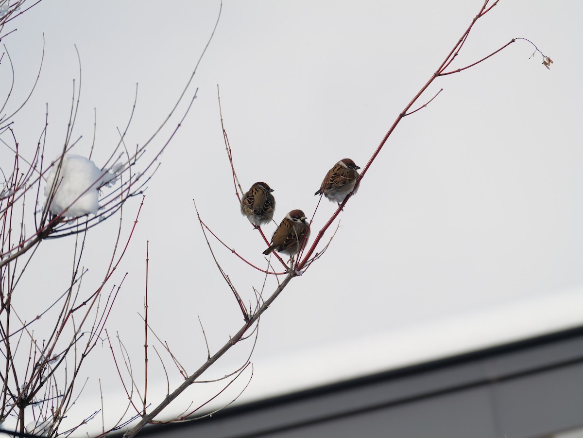 Eurasian Tree Sparrow - ML647876723