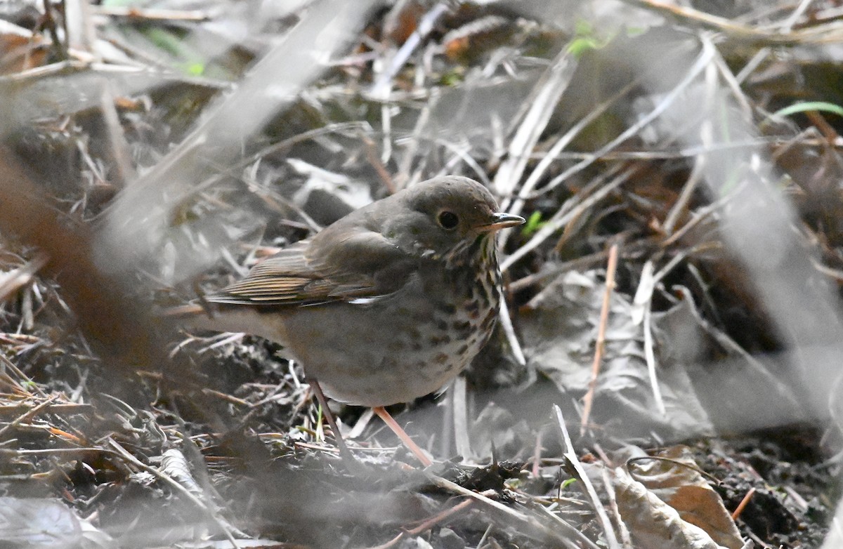 Einsiedler-Musendrossel - ML647876727