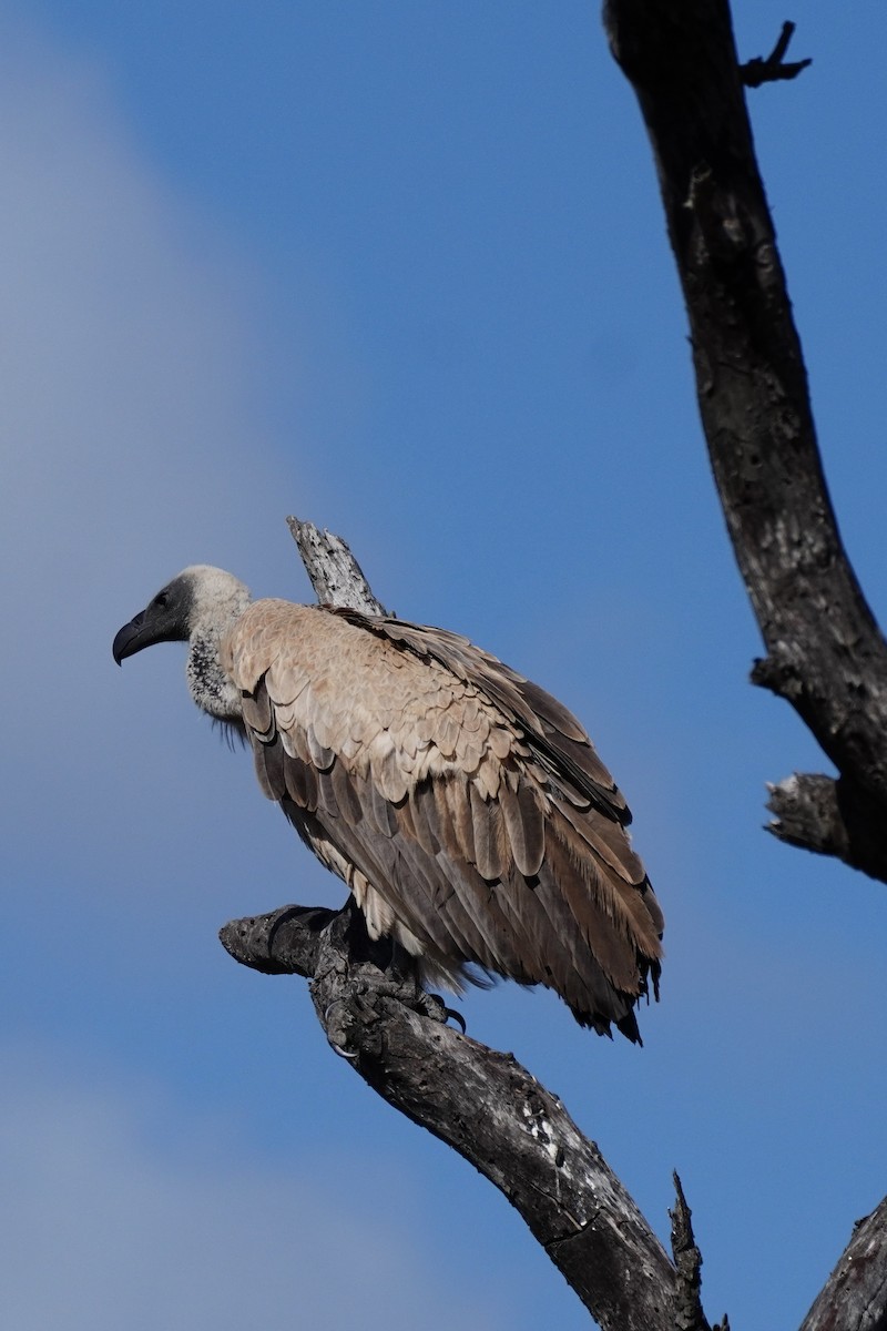 White-backed Vulture - ML647876752