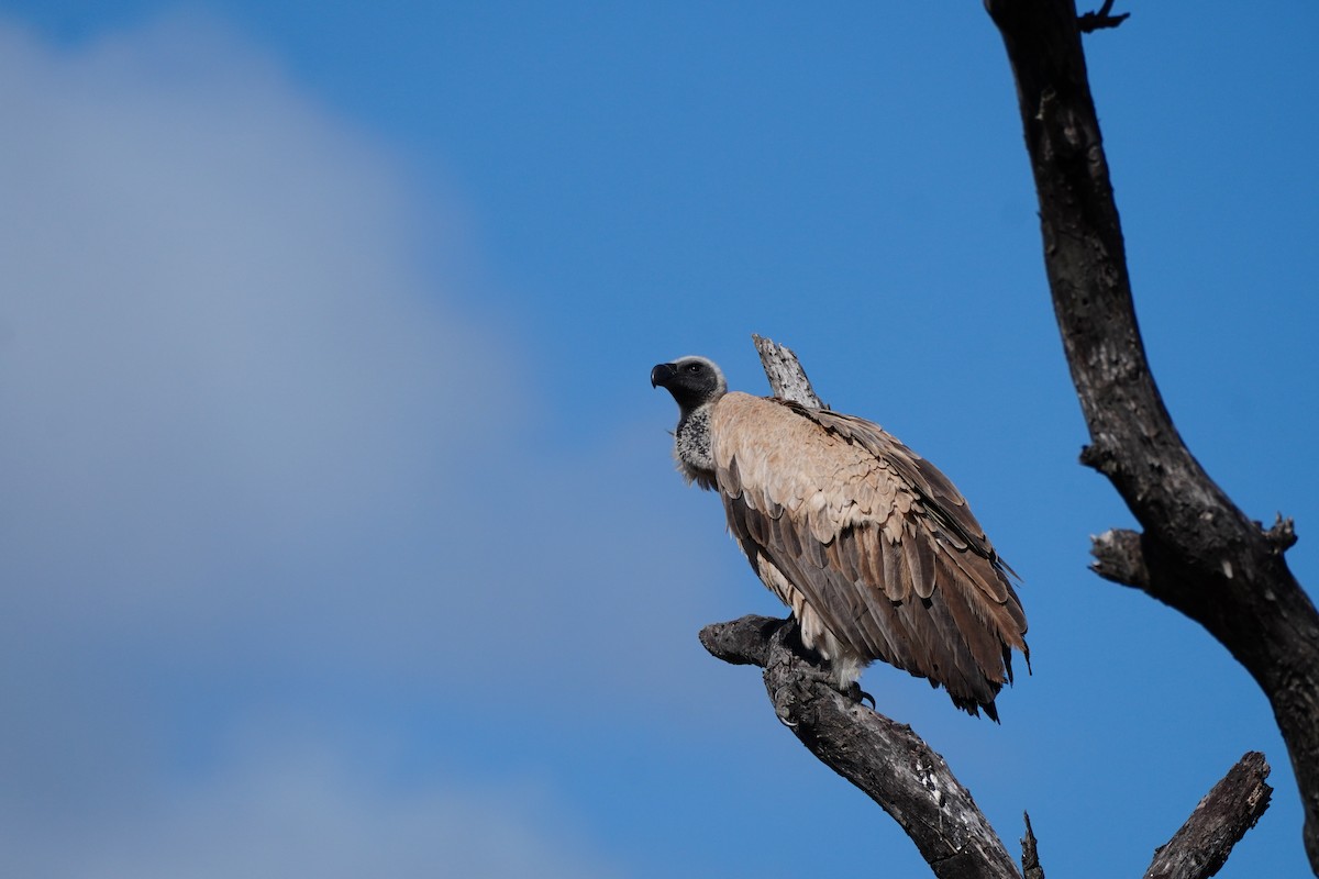 White-backed Vulture - ML647876753