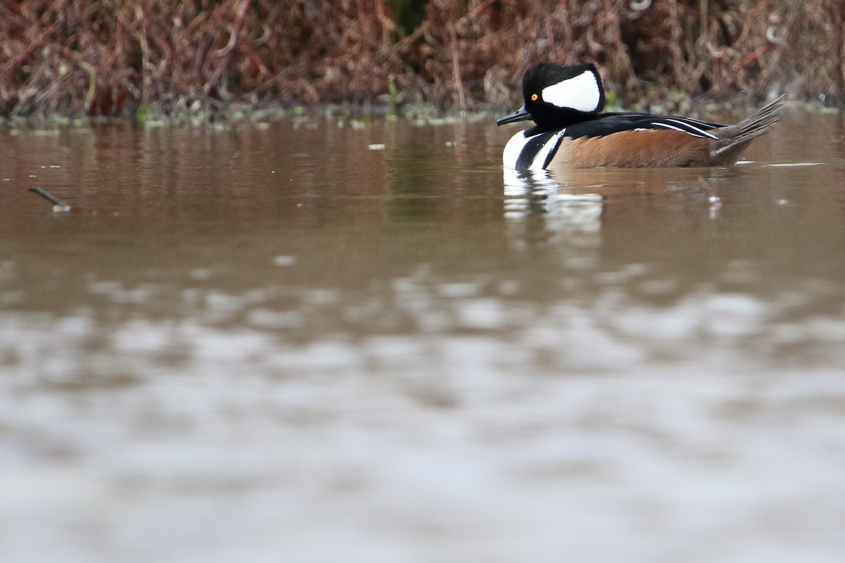 Hooded Merganser - ML647876791