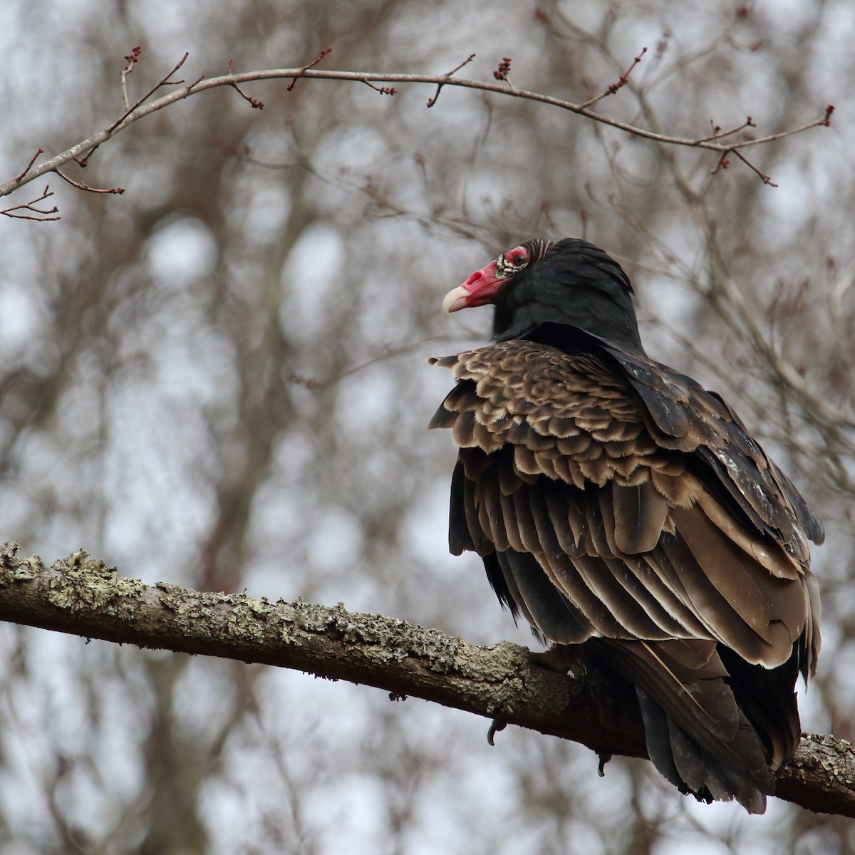 Turkey Vulture - ML647876794