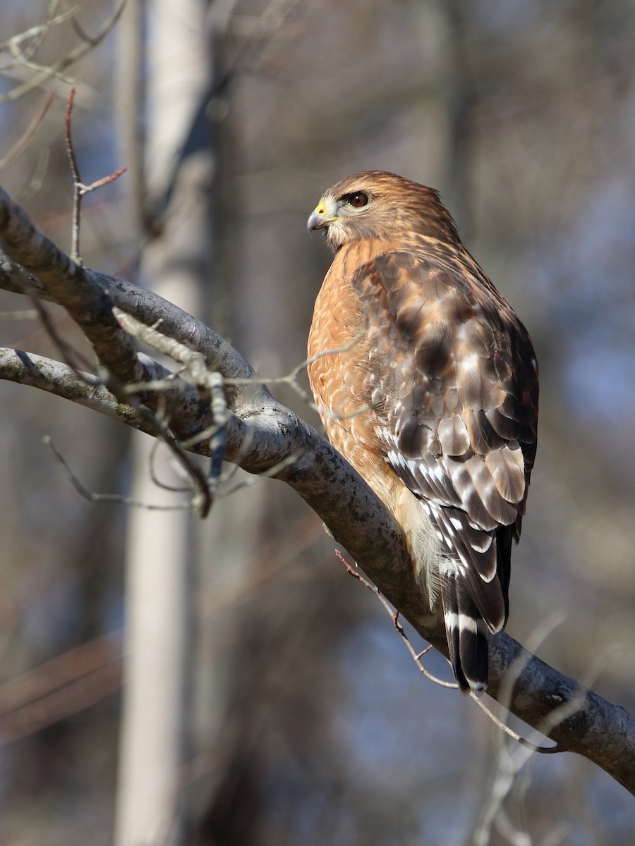 Red-shouldered Hawk - ML647876809
