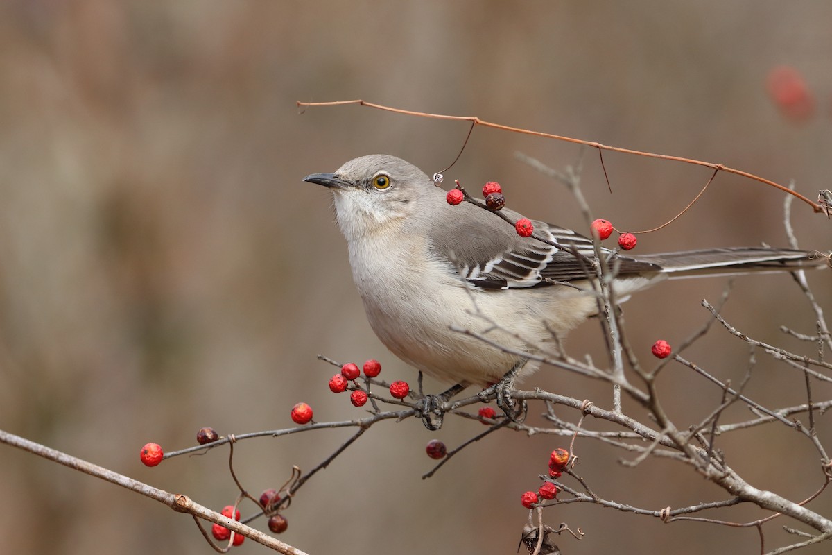 Northern Mockingbird - ML647876822