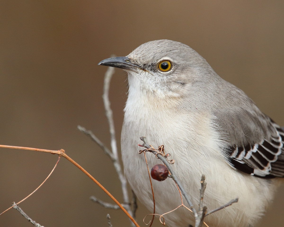 Northern Mockingbird - ML647876825
