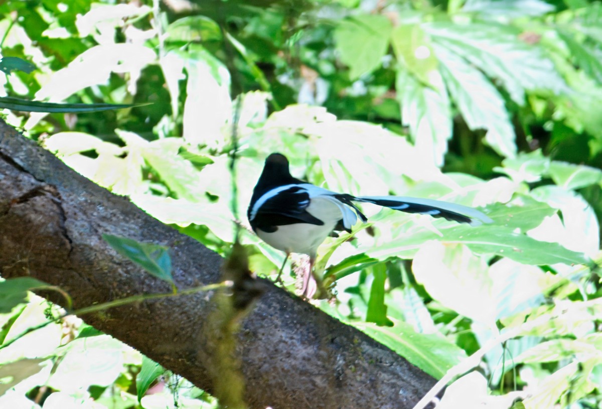 White-crowned Forktail (Northern) - ML647876837
