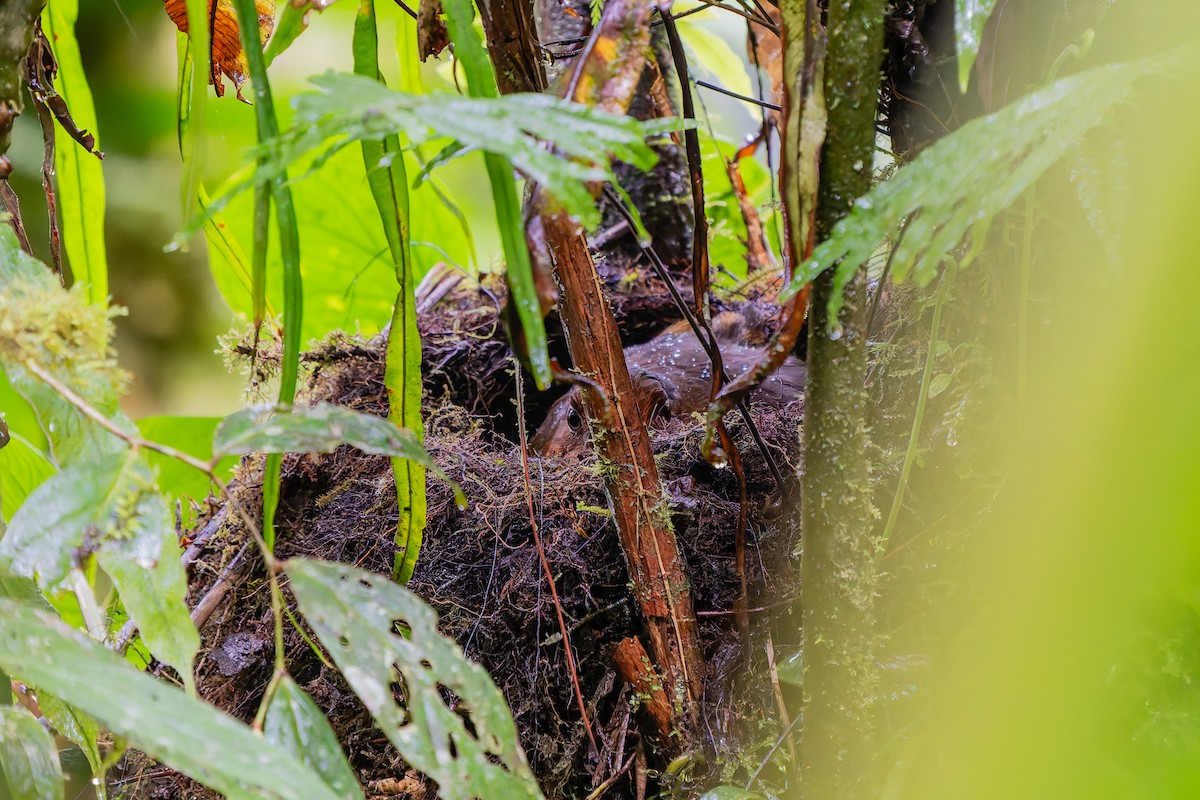 kjempemaurpitta - ML647876839