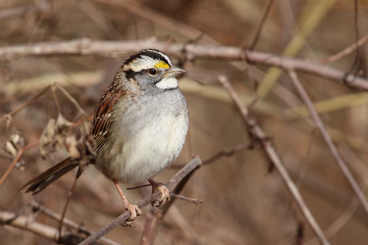 White-throated Sparrow - ML647876840