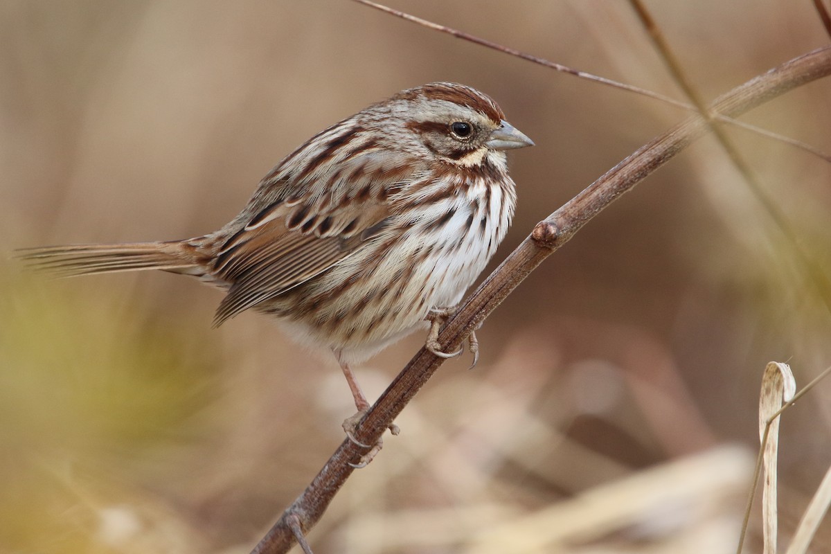 Song Sparrow - ML647876845