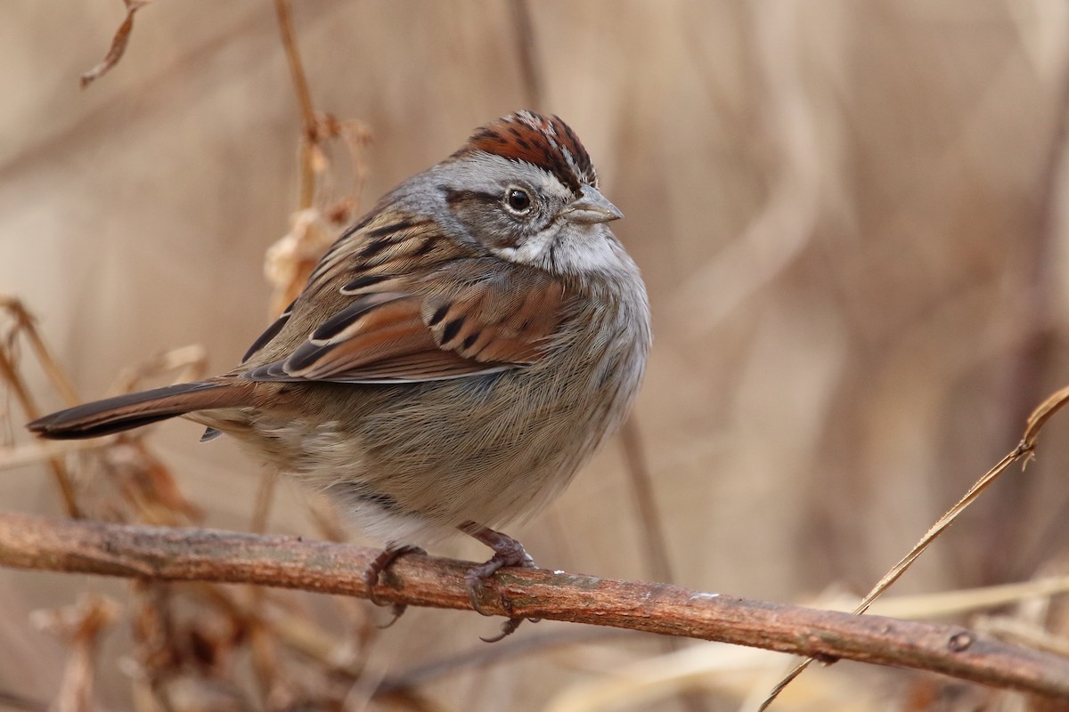 Swamp Sparrow - ML647876850