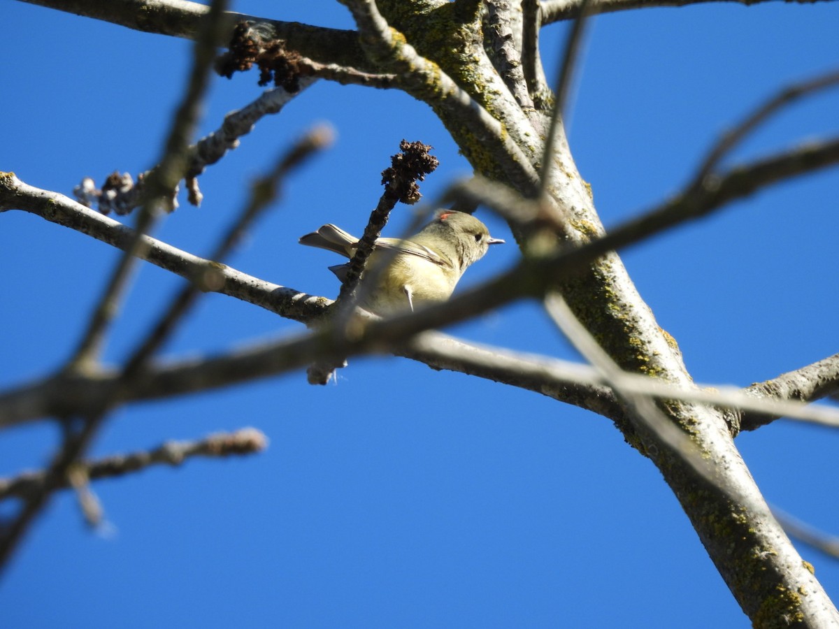 králíček americký - ML647876866