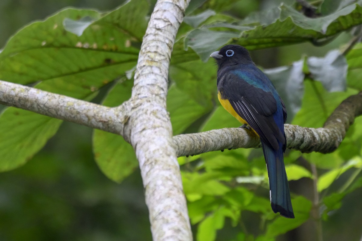 Black-headed Trogon - ML647876876