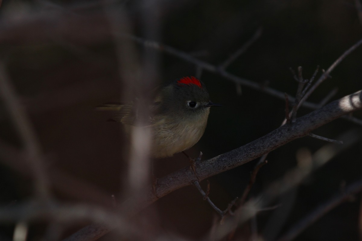 králíček americký - ML647876900