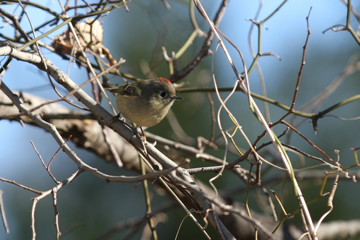 králíček americký - ML647876901