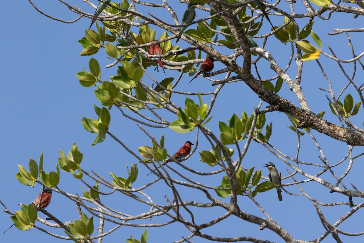 vlha modrolící - ML647876941