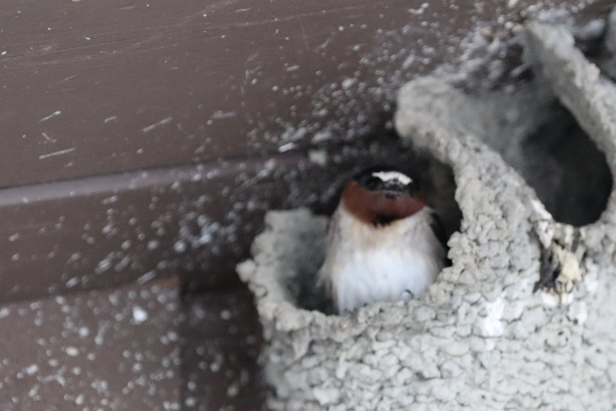 סנונית אמריקנית - ML647876970