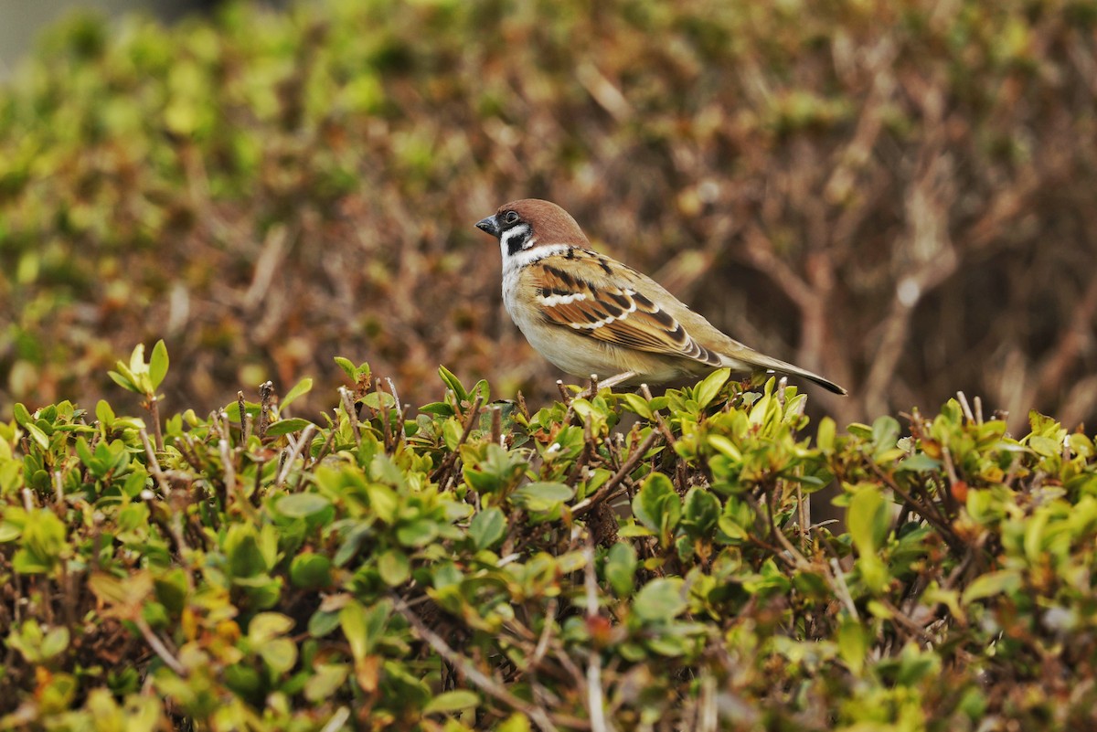 Eurasian Tree Sparrow - ML647876976
