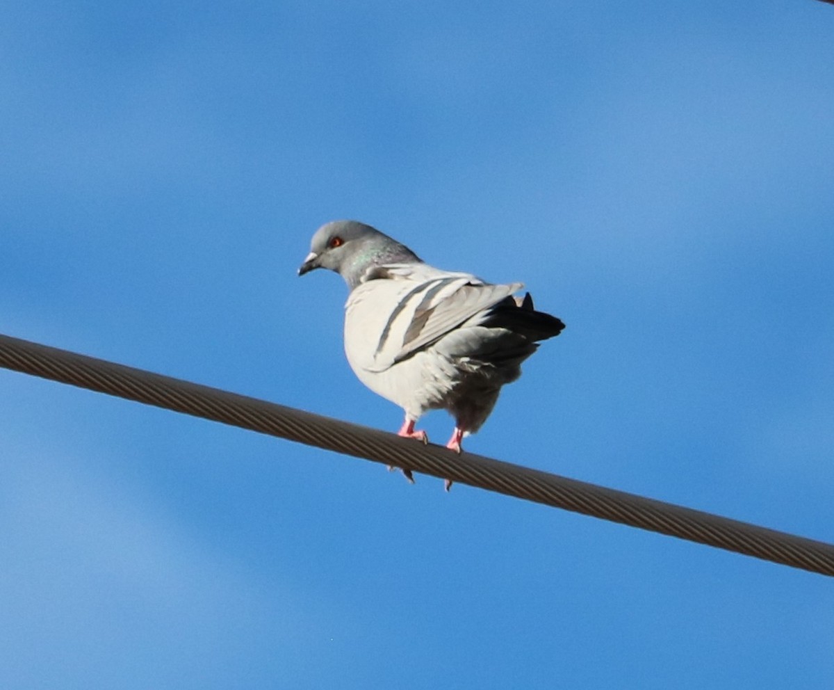 Rock Pigeon (Feral Pigeon) - ML647876988