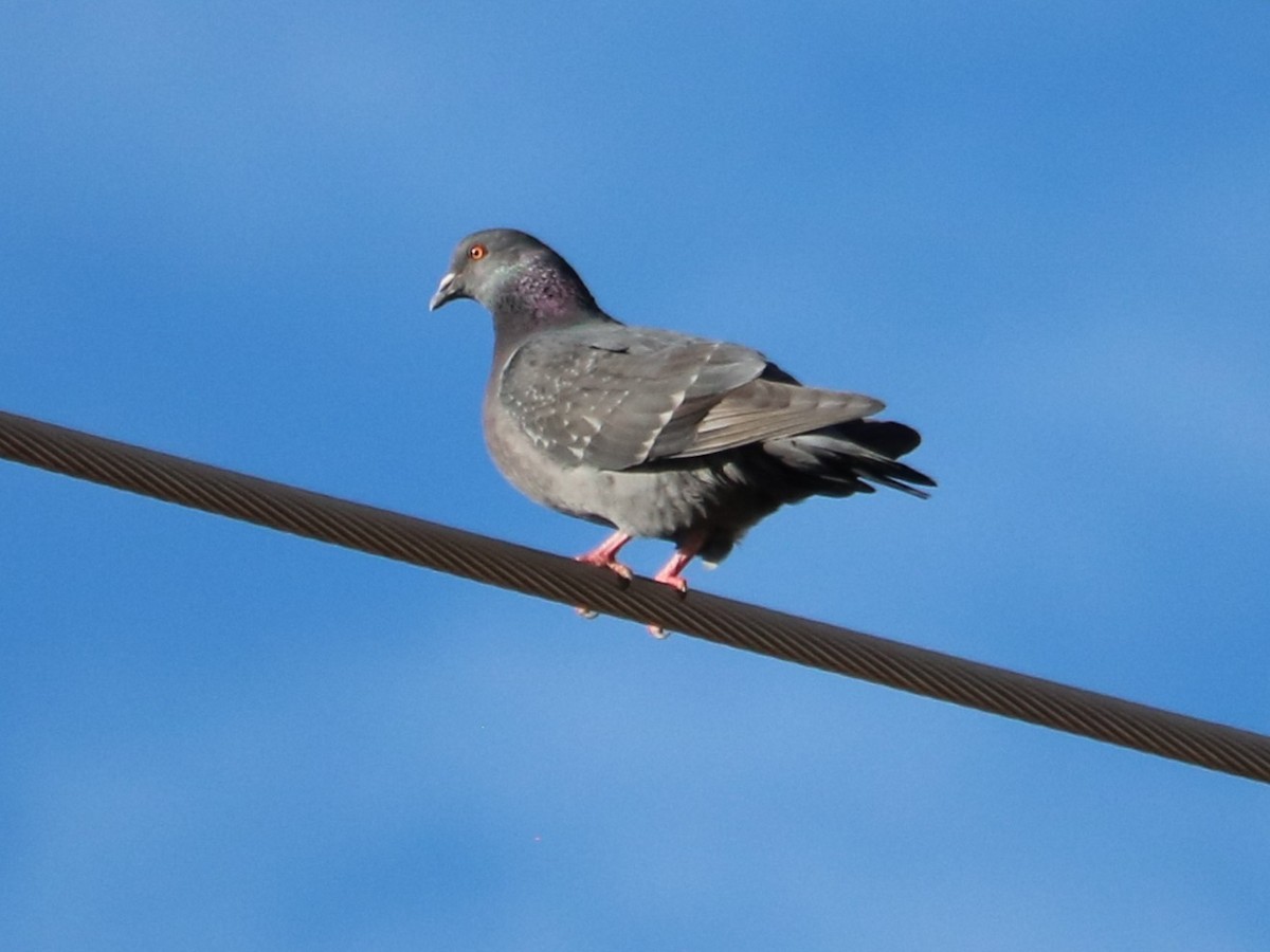 Rock Pigeon (Feral Pigeon) - ML647876989