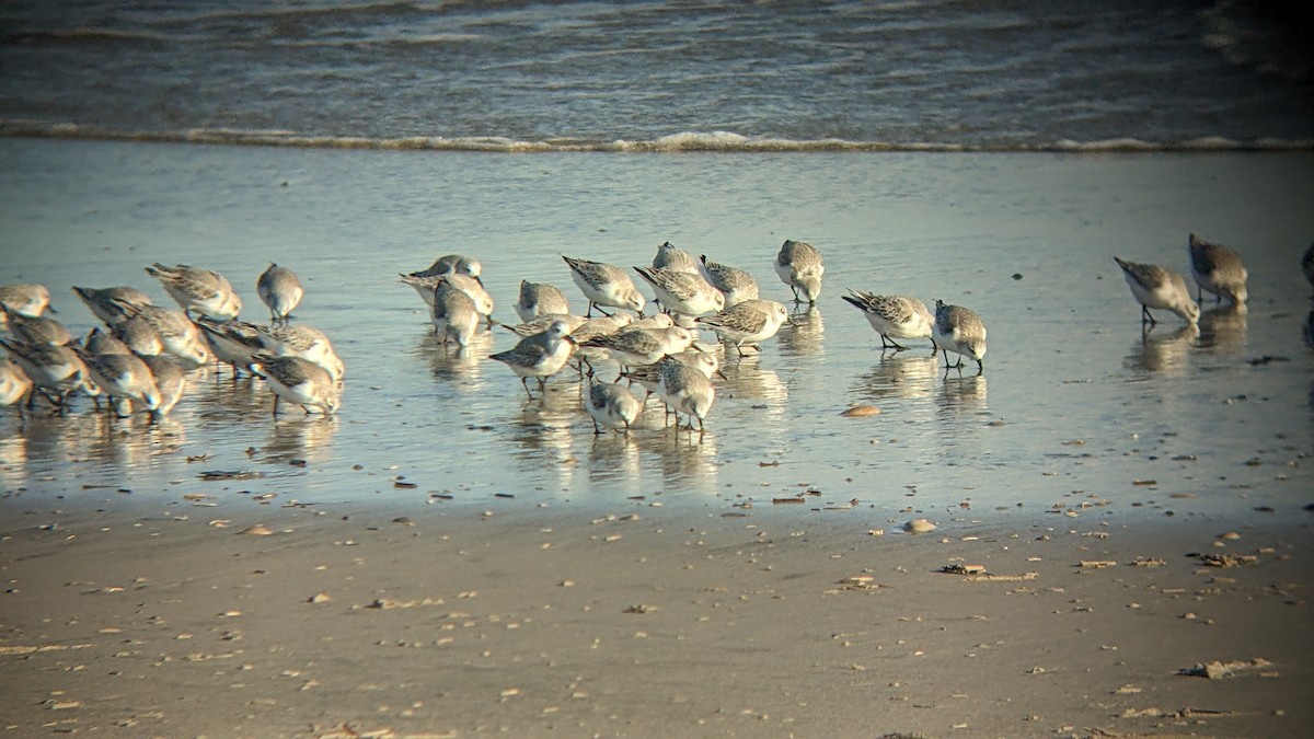 Txirri zuria - ML647876994