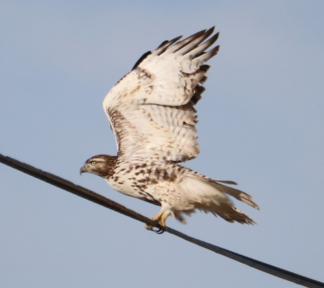 Red-tailed Hawk - ML647877014