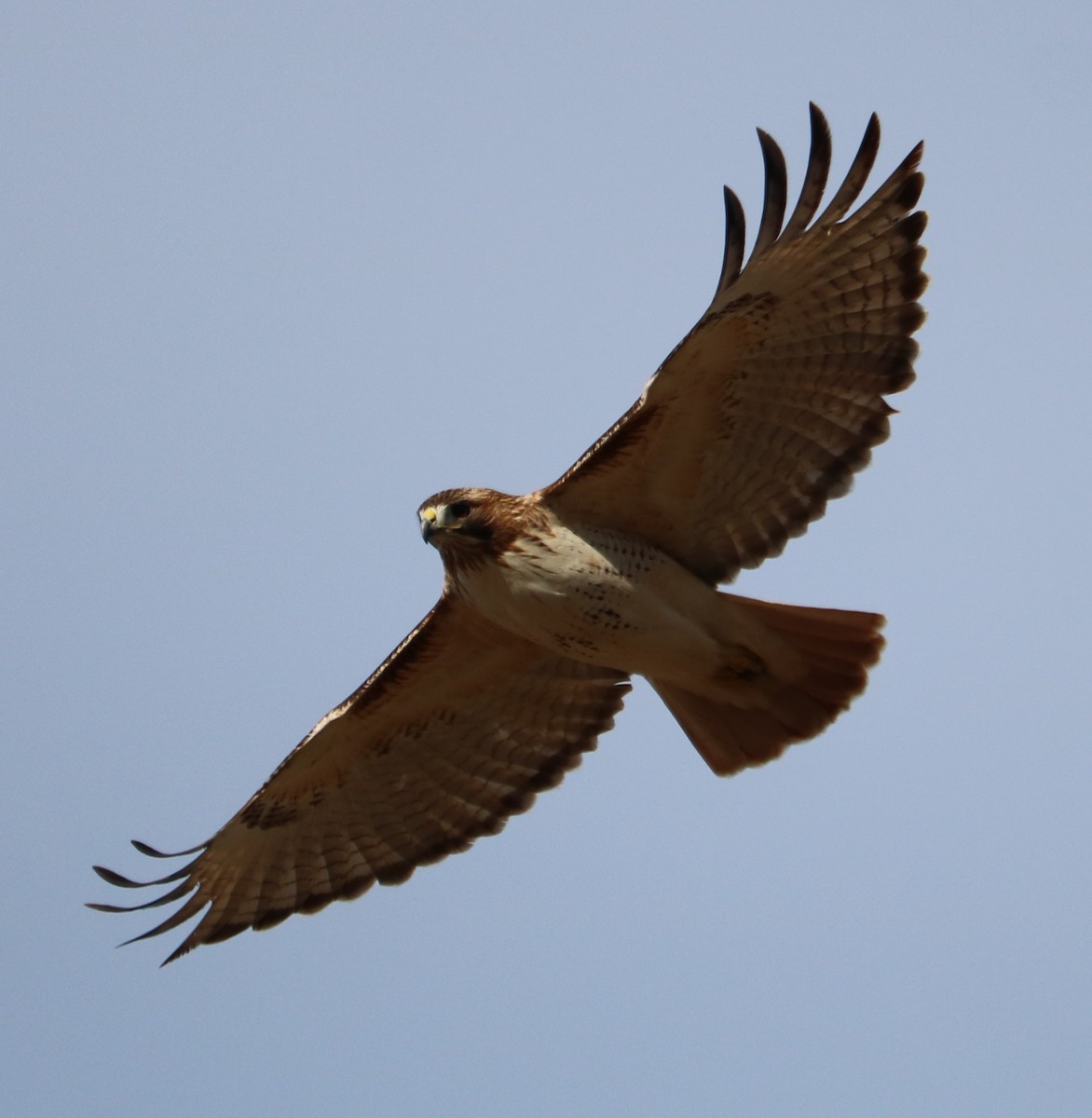 Red-tailed Hawk - ML647877015