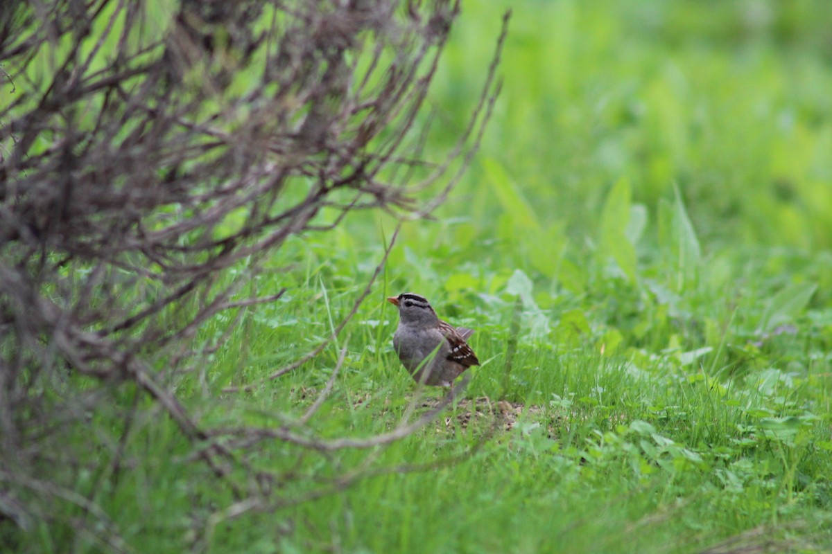 Белобровая овсянка (gambelii) - ML647877019