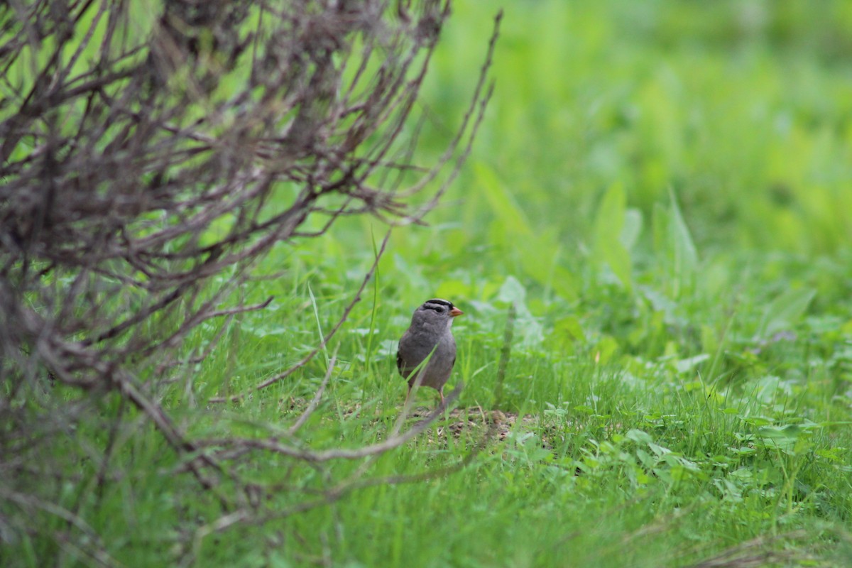 Белобровая овсянка (gambelii) - ML647877020