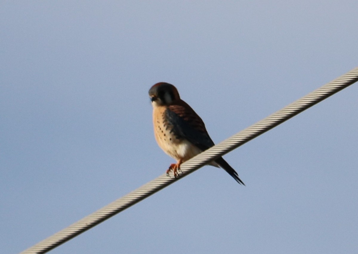 American Kestrel - ML647877024