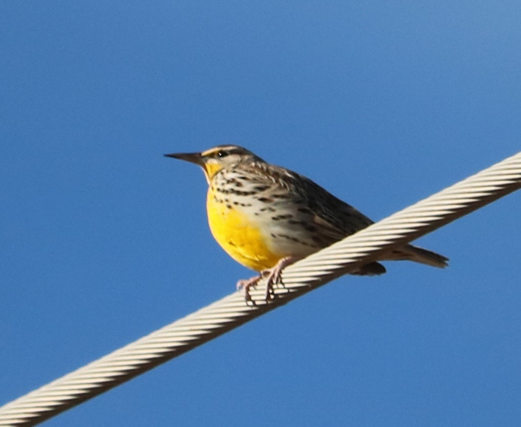 Eastern Meadowlark - ML647877043
