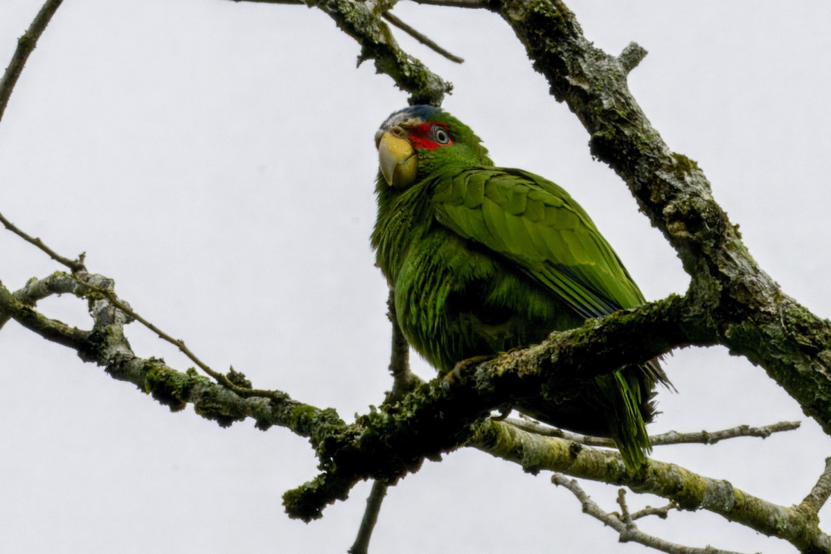 White-fronted Amazon - ML647877046