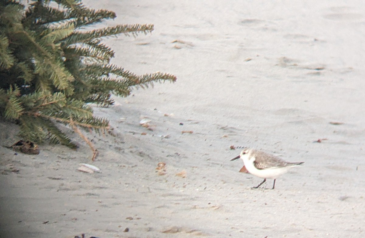 Txirri zuria - ML647877078