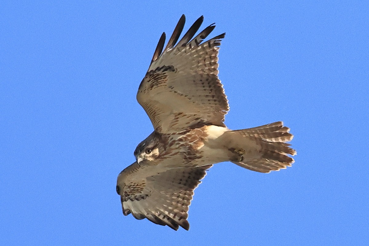 Eastern Buzzard - ML647877085