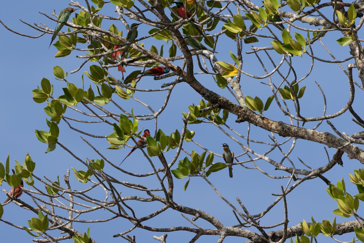 vlha modrolící - ML647877086