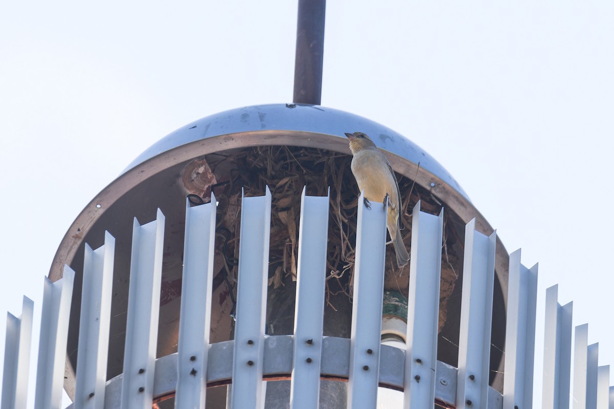 セアカスズメ - ML647877099