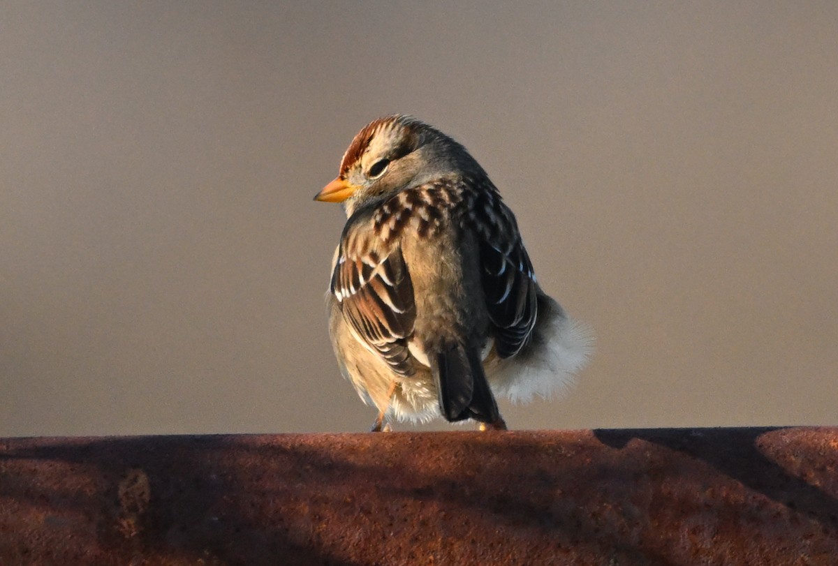 Белобровая овсянка - ML647877100