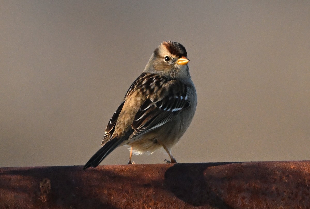 Белобровая овсянка - ML647877101