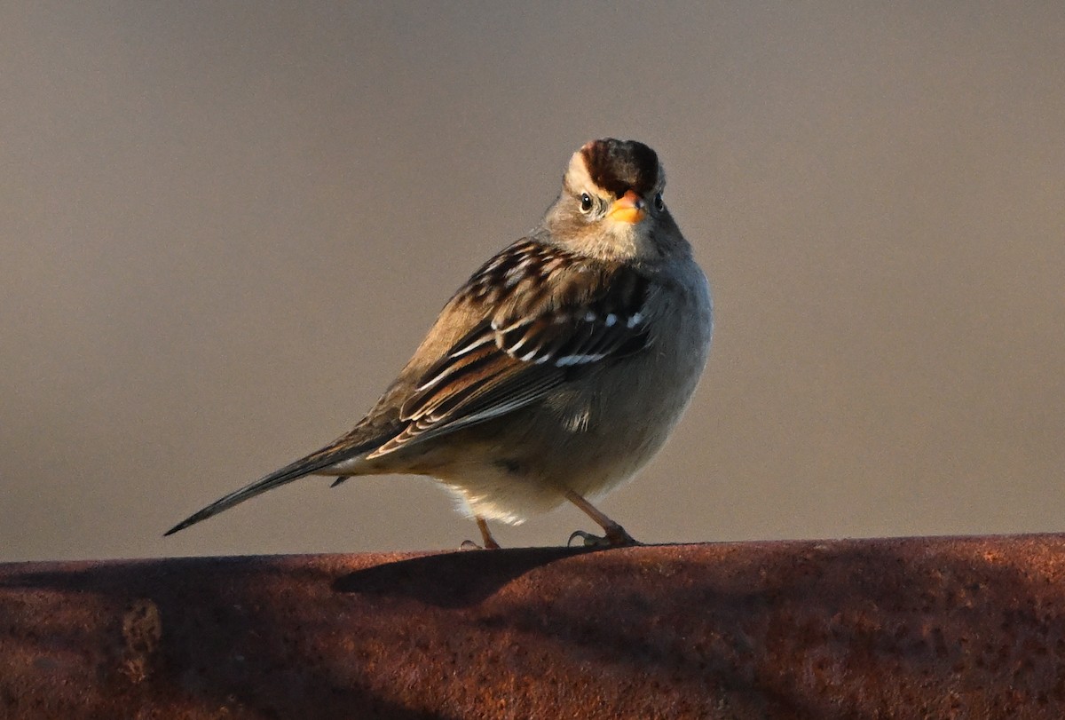 Белобровая овсянка - ML647877102