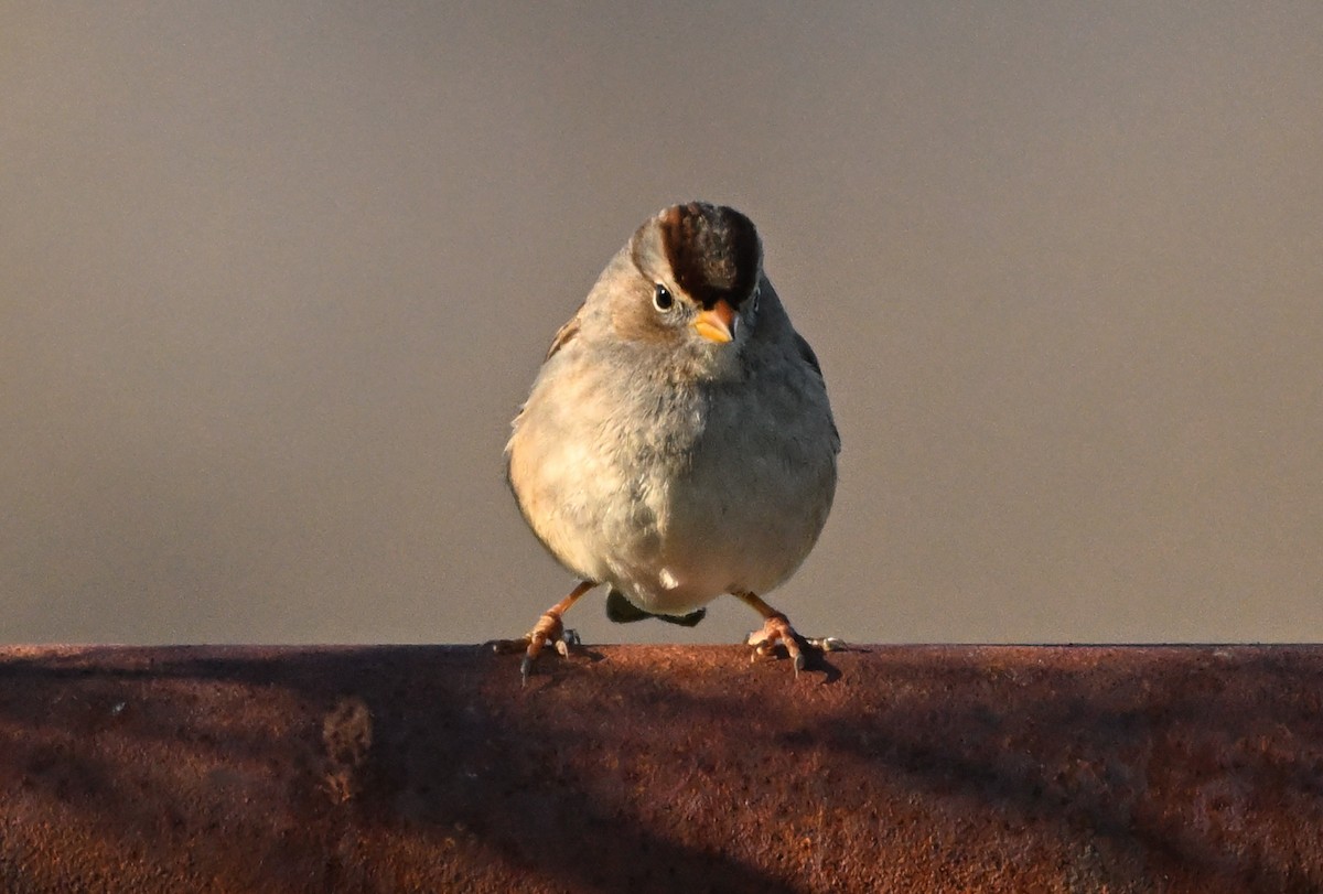 Белобровая овсянка - ML647877114