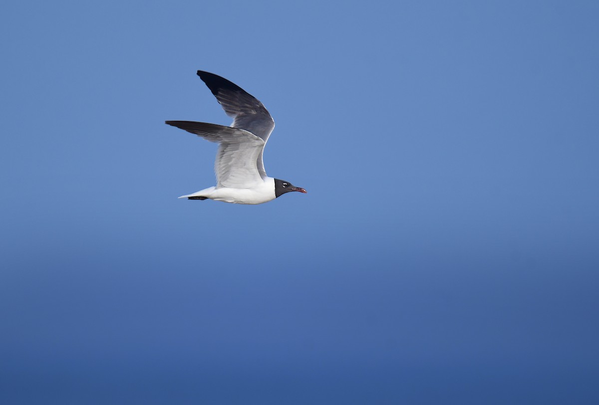 ワライカモメ - ML647877143