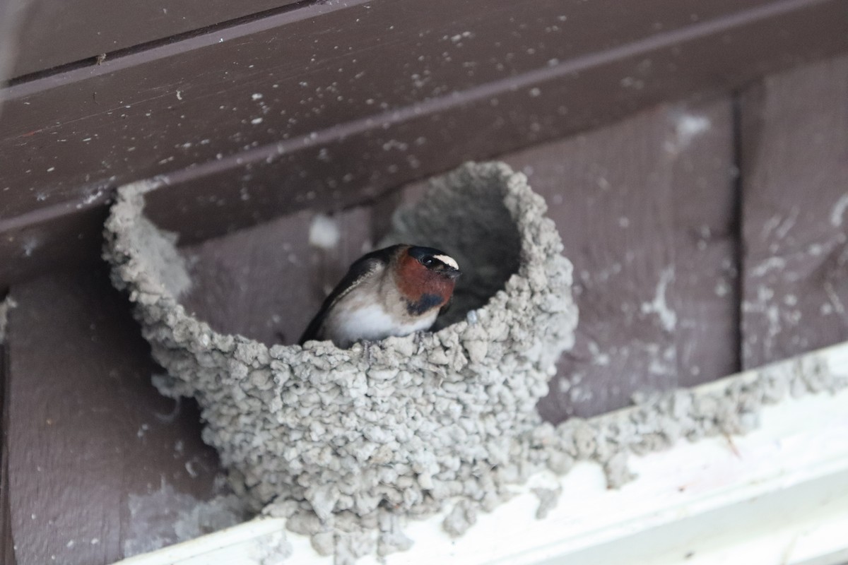 סנונית אמריקנית - ML647877156