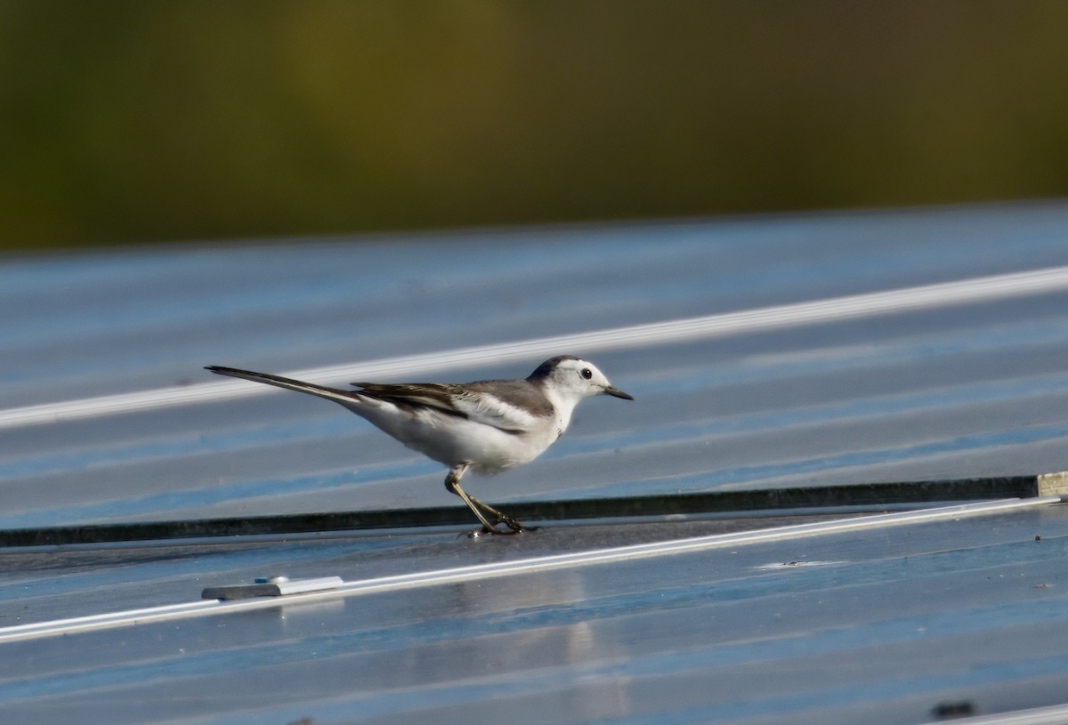 Bergeronnette grise - ML647877179