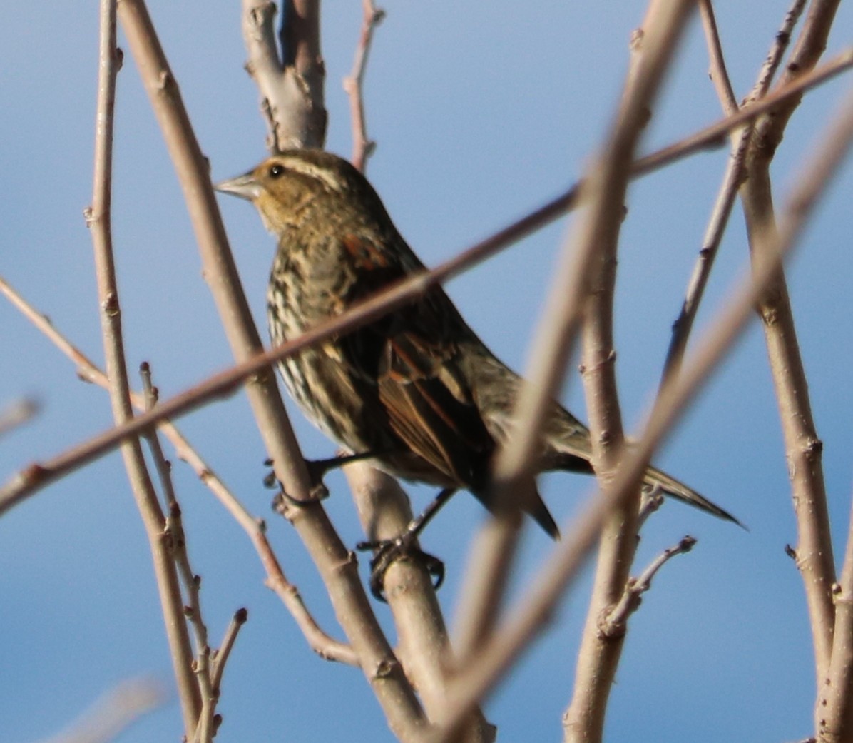 Red-winged Blackbird - ML647877187