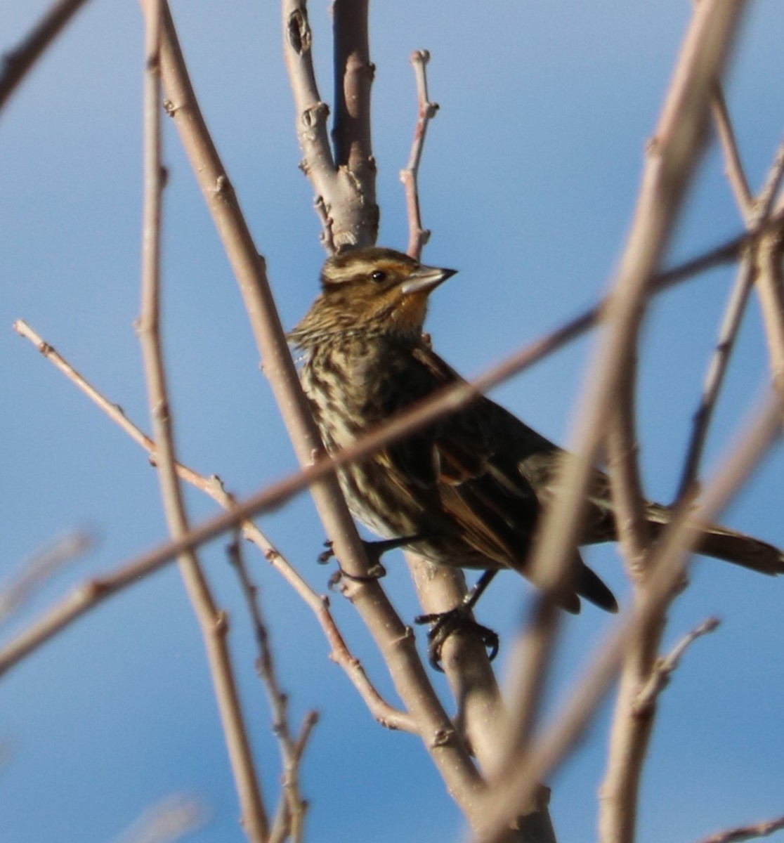 Red-winged Blackbird - ML647877188