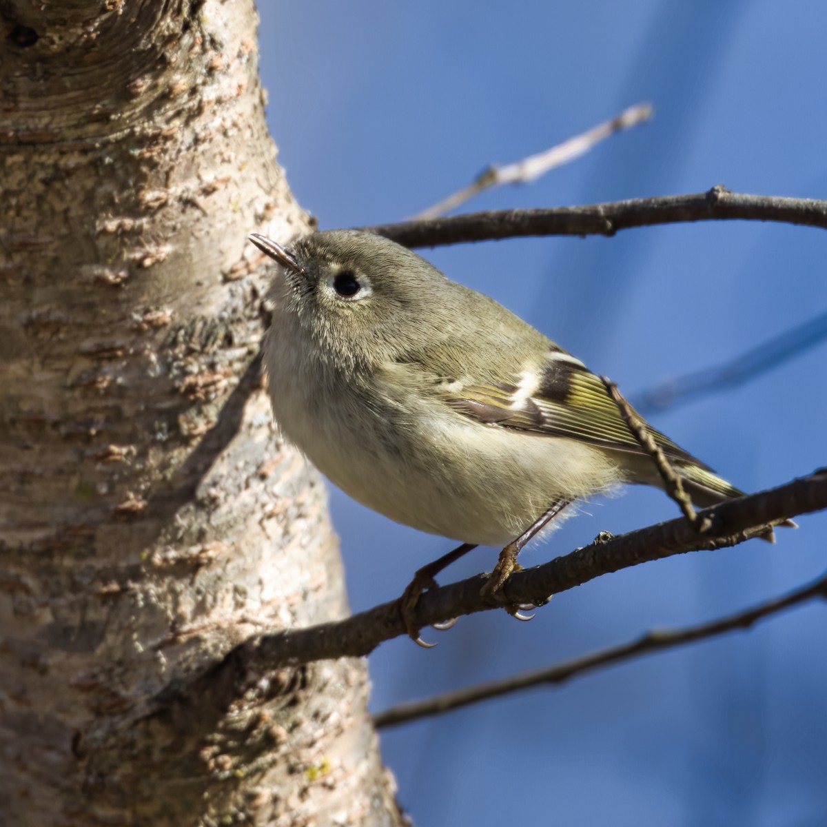 králíček americký - ML647877192