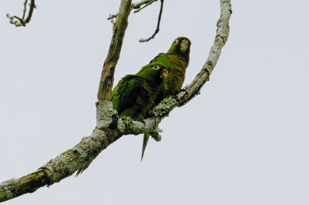 Olive-throated Parakeet - ML647877193
